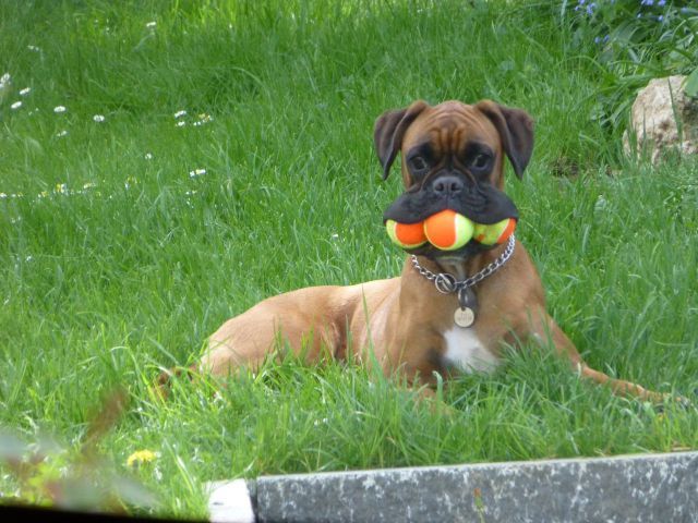 Funny boxer dog store pictures