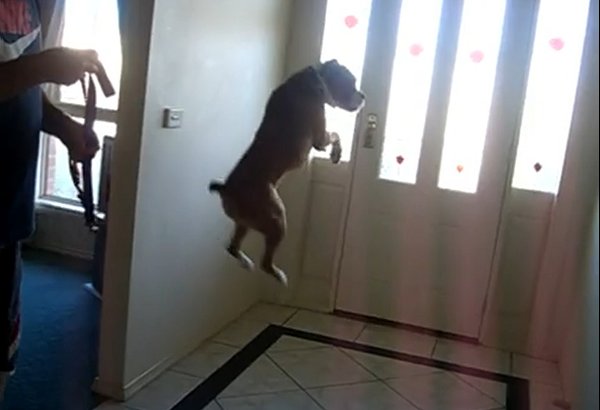 stop boxer from jumping
