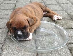 Boxer loves bowl