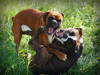 are boxers aggressive dogs