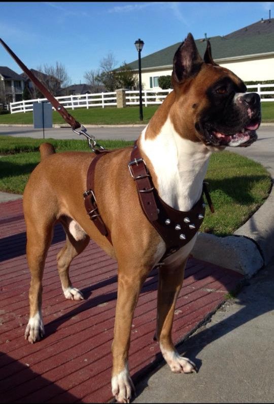 Boxer dog outlet fat