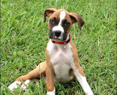 Boxer dog shop grooming