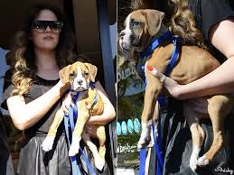 Khloe Kardashian and her boxer pup.