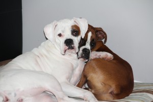www.dailyboxer.com