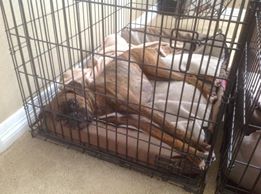 Crate training hot sale a boxer