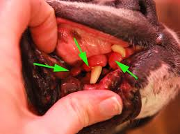 gingival hyperplasia in dogs