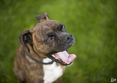 boxer yawns