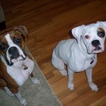 daisy and rosco new