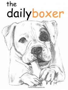 Daily Boxer Logo