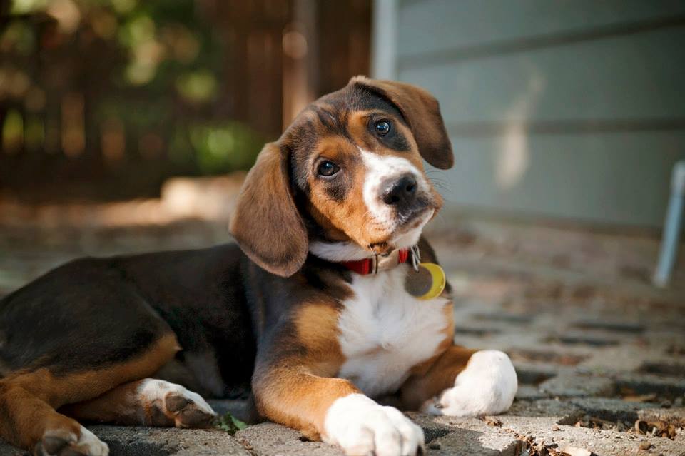 beagle mixed with boxer