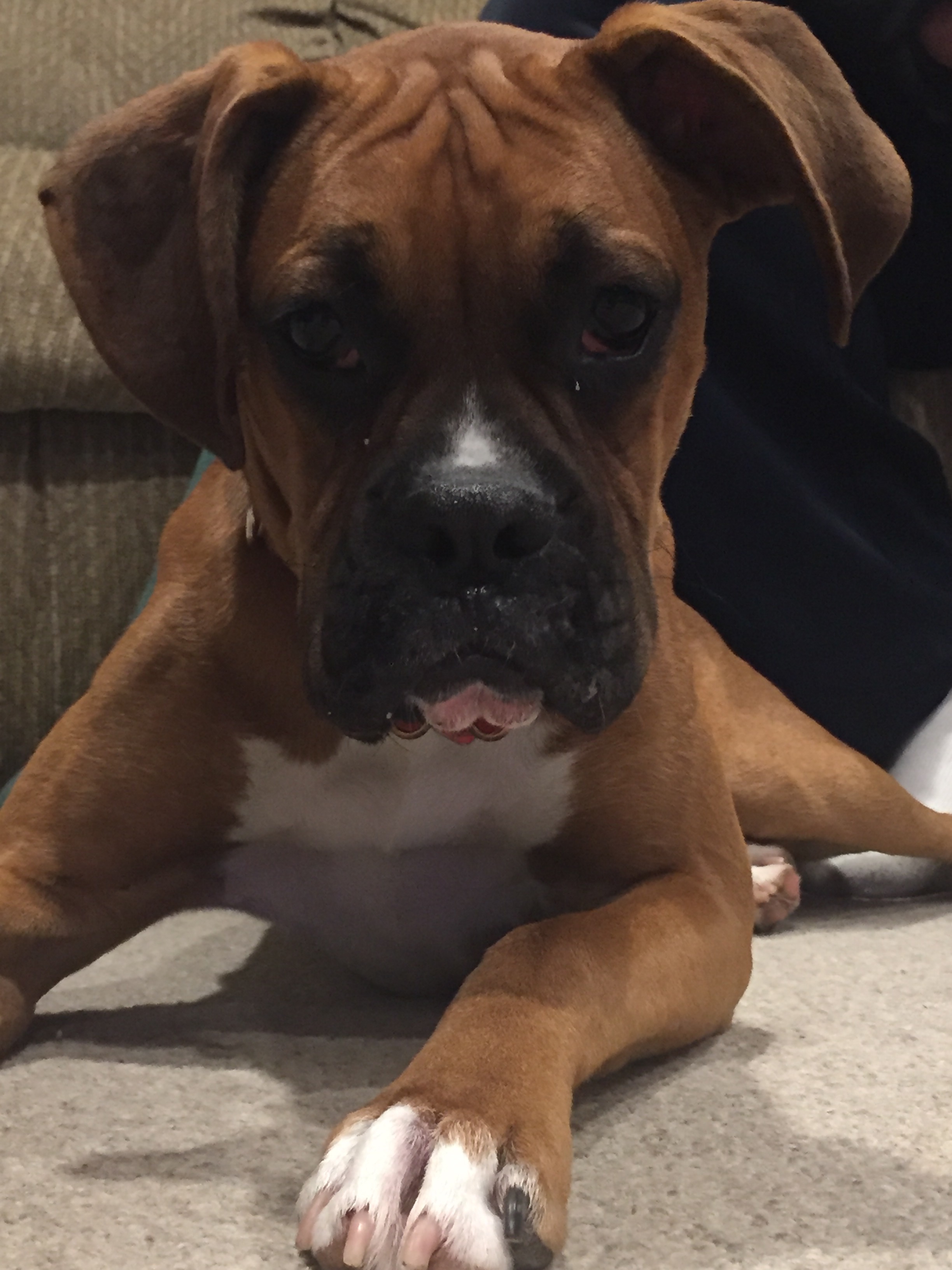 bosco-a-finicky-eater-underweight-boxer-the-daily-boxer