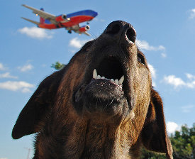taking a dog on a plane