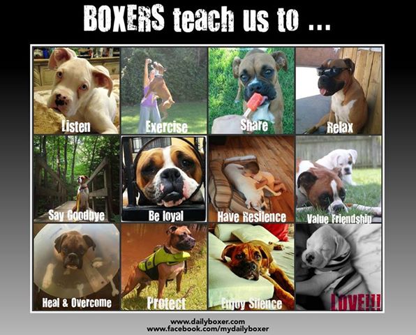 Boxers teach us to