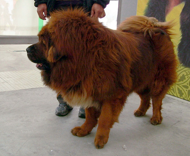 chinese lion dog