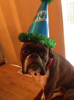happy birthday funny boxer dog