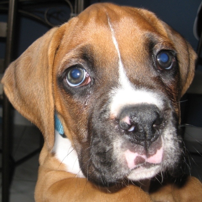 Cute Boxer puppy