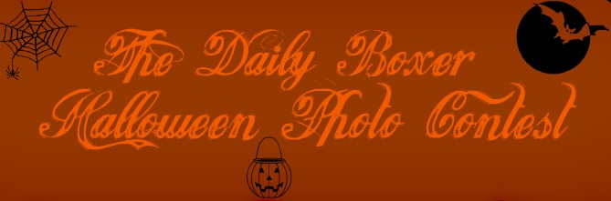 daily boxer halloween contest